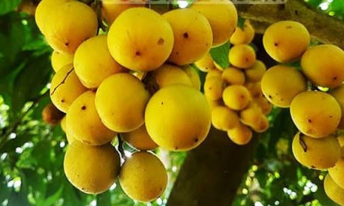 টক-মিষ্টি স্বাদের লটকন, কেন পুষ্টিকর?