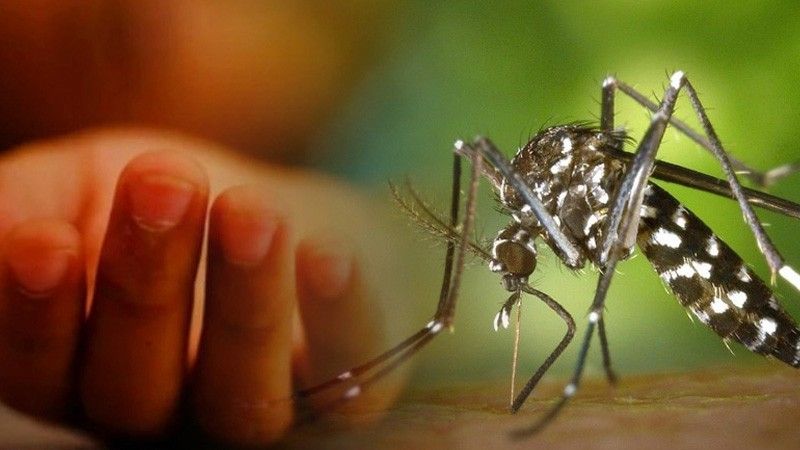 দেশে ডেঙ্গু আক্রান্ত ৭ হাজার ছাড়ালো, ২৪ ঘণ্টায় হাসপাতালে ভর্তি ১৯৬